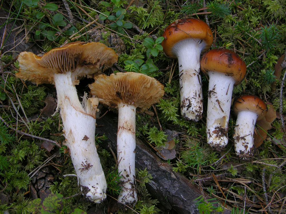 Cortinarius mucosus (Bull.) Cooke?